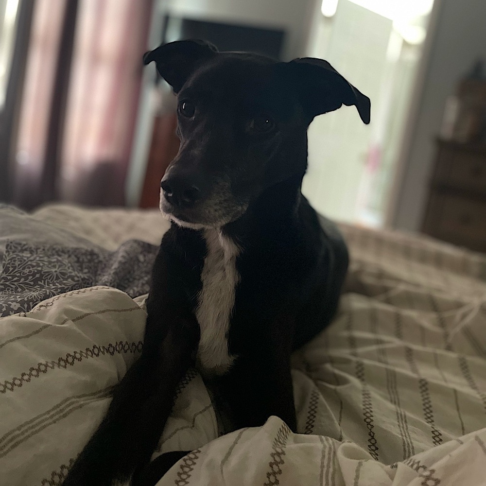 Meet your Posher, Bobbi